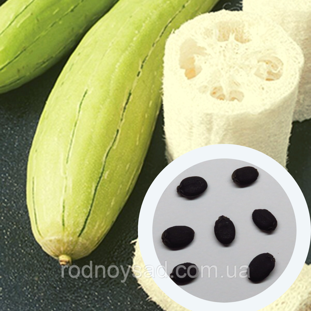 Люфа насіння (20 шт) (Luffa aegyptiaca) кабачок губка гарбуз мочалка в'єтнамська люфа єгипетський огірок