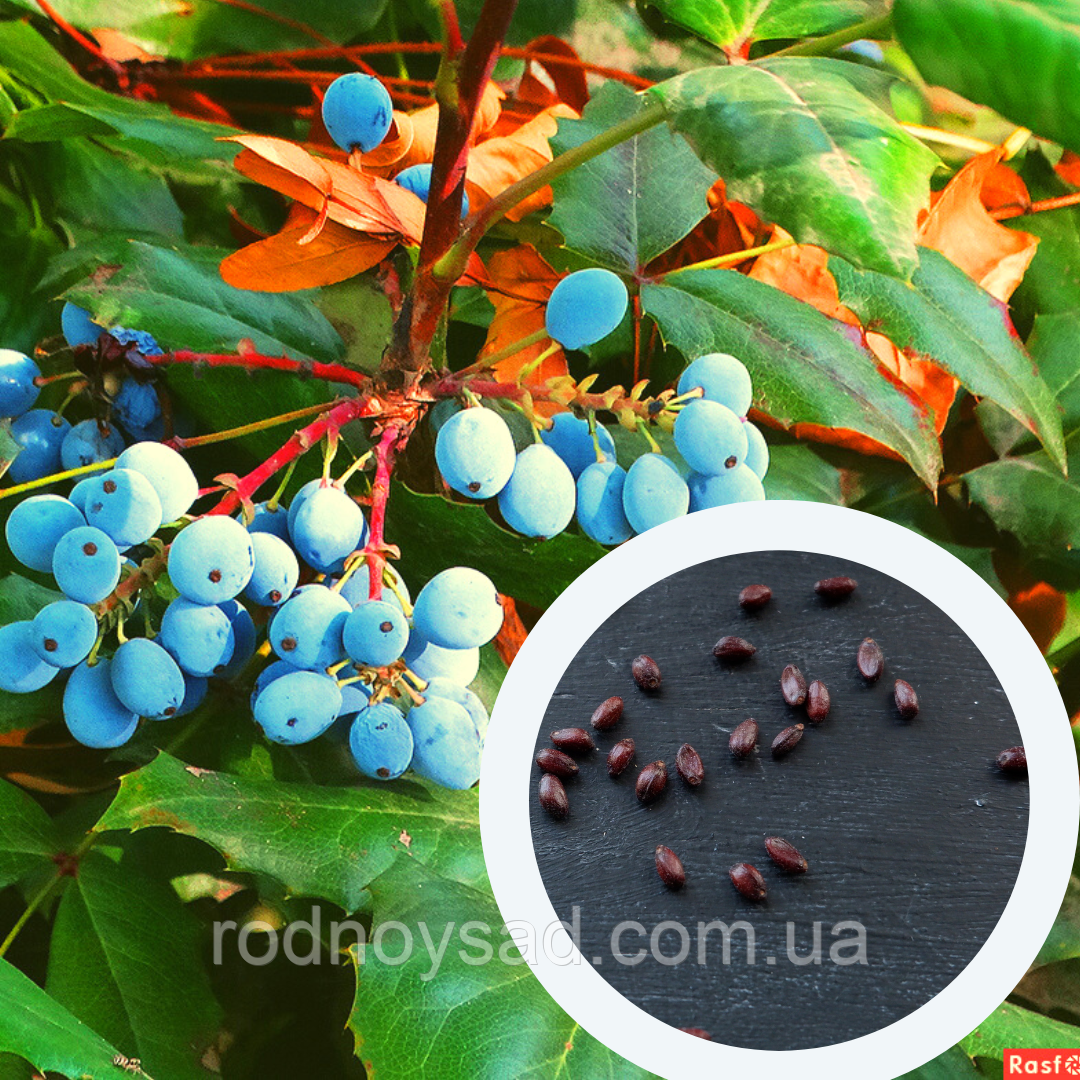 Магонія падуболистна насіння (20 шт) (Mahonia aquifolium) орегонський барбарис