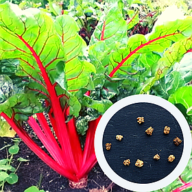 Мангольд насіння 2 грами (близько 100 штук) листовий буряк салат