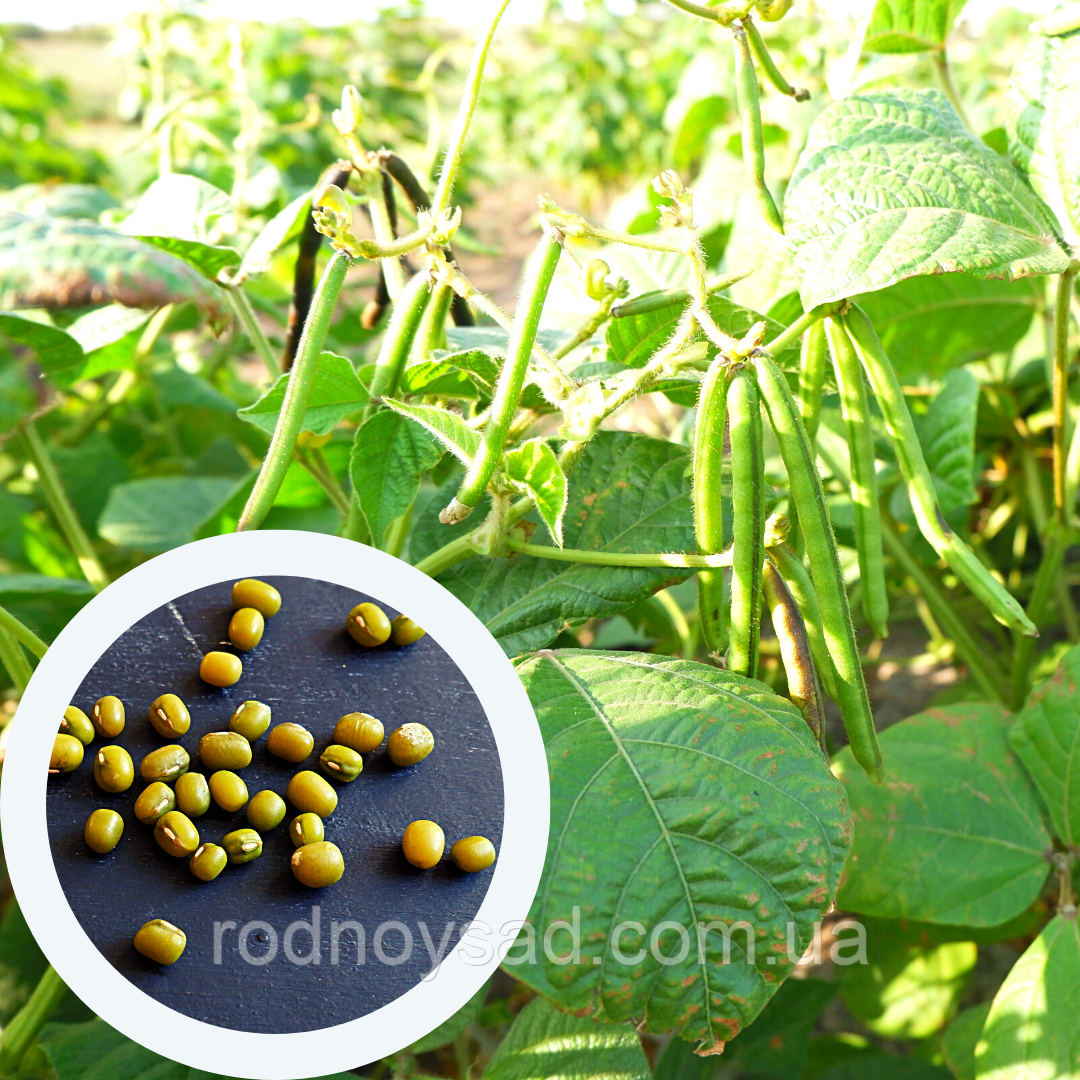 Маш насіння 20 шт боби мунг дал, золотиста квасоля Vigna radiata