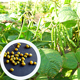 Маш насіння 20 шт боби мунг дал, золотиста квасоля Vigna radiata