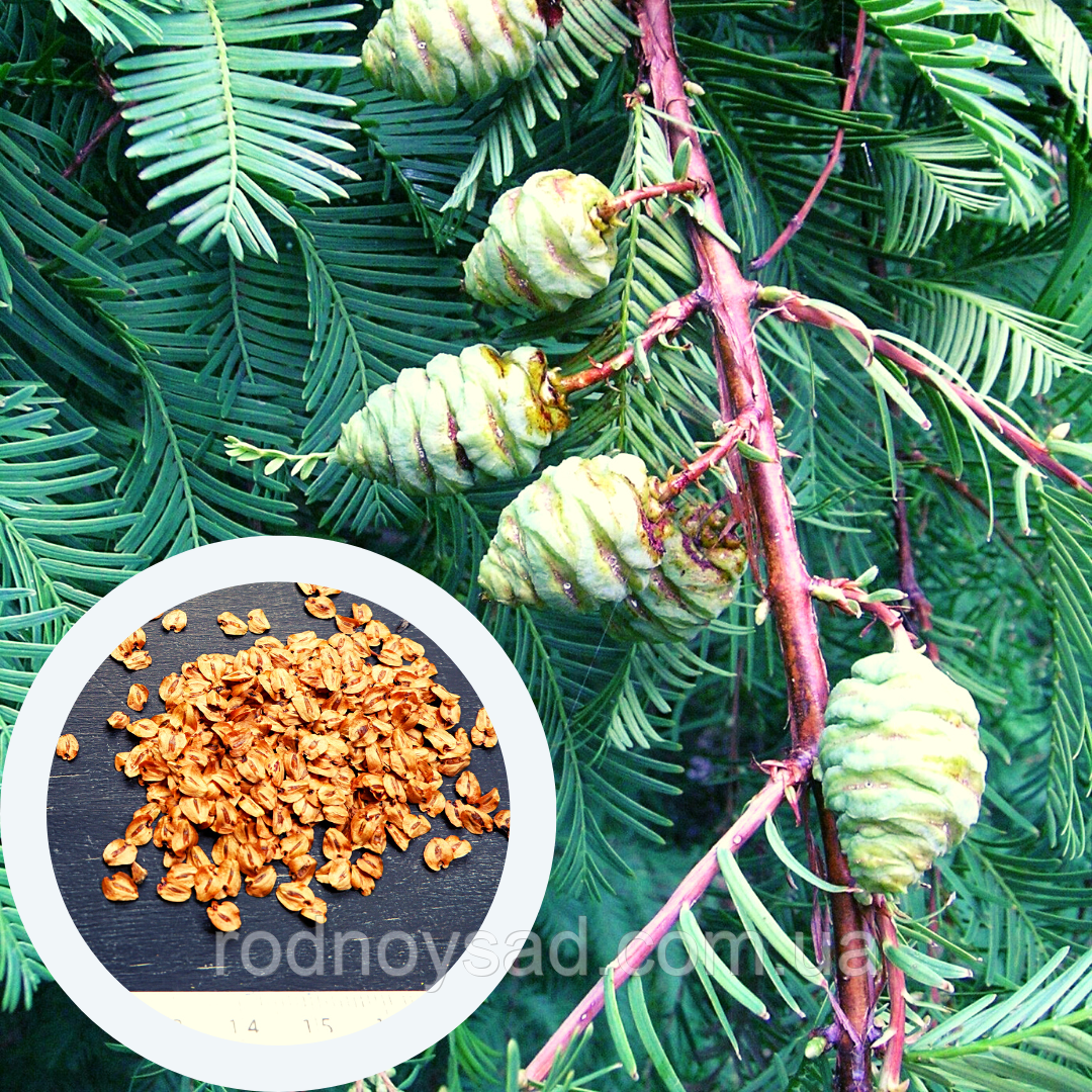 Метасеквойя насіння 0,2 гр. (прибл. 50 шт) (Metasequoia glyptostroboides) китайська гліптостробусовидна для саджанців