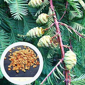 Метасеквойя насіння 0,2 гр. (прибл. 50 шт) (Metasequoia glyptostroboides) китайська гліптостробусовидна для саджанців