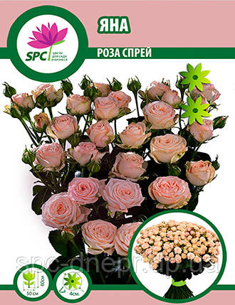 Роза бордюрна, спрей Jana