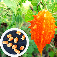 Момордика харанция семена (10 шт) (Momordica charantia) бальзамическая груша индийский гранат желтый огурец бе