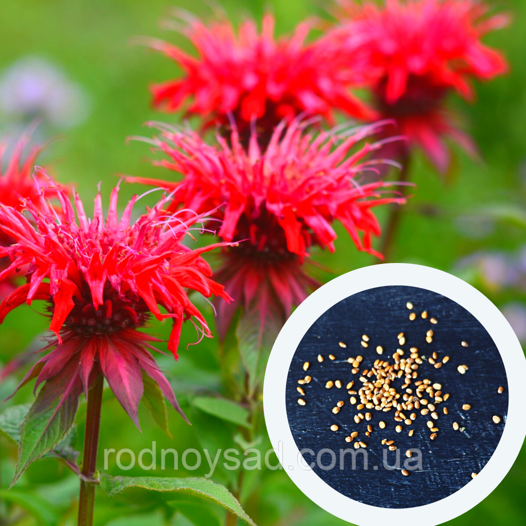 Монарда двійчаста насіння 0,05 гр (прибл. 100 шт) (Monarda didyma) багаторічна м'ята бергамот червона рута морозостійка