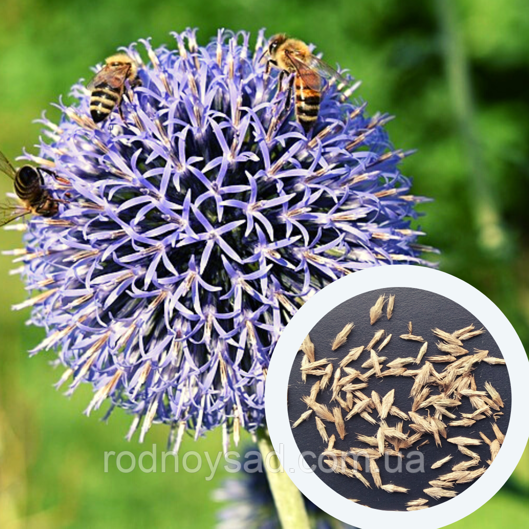 Мордовник насіння 50 гр (прибл. 2500 шт) (Echinops sphaerocephalus) головатень шароголовий крутай круглоголовий медонос сухоцвіт, фото 1