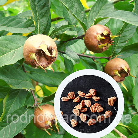 Насіння мушмули