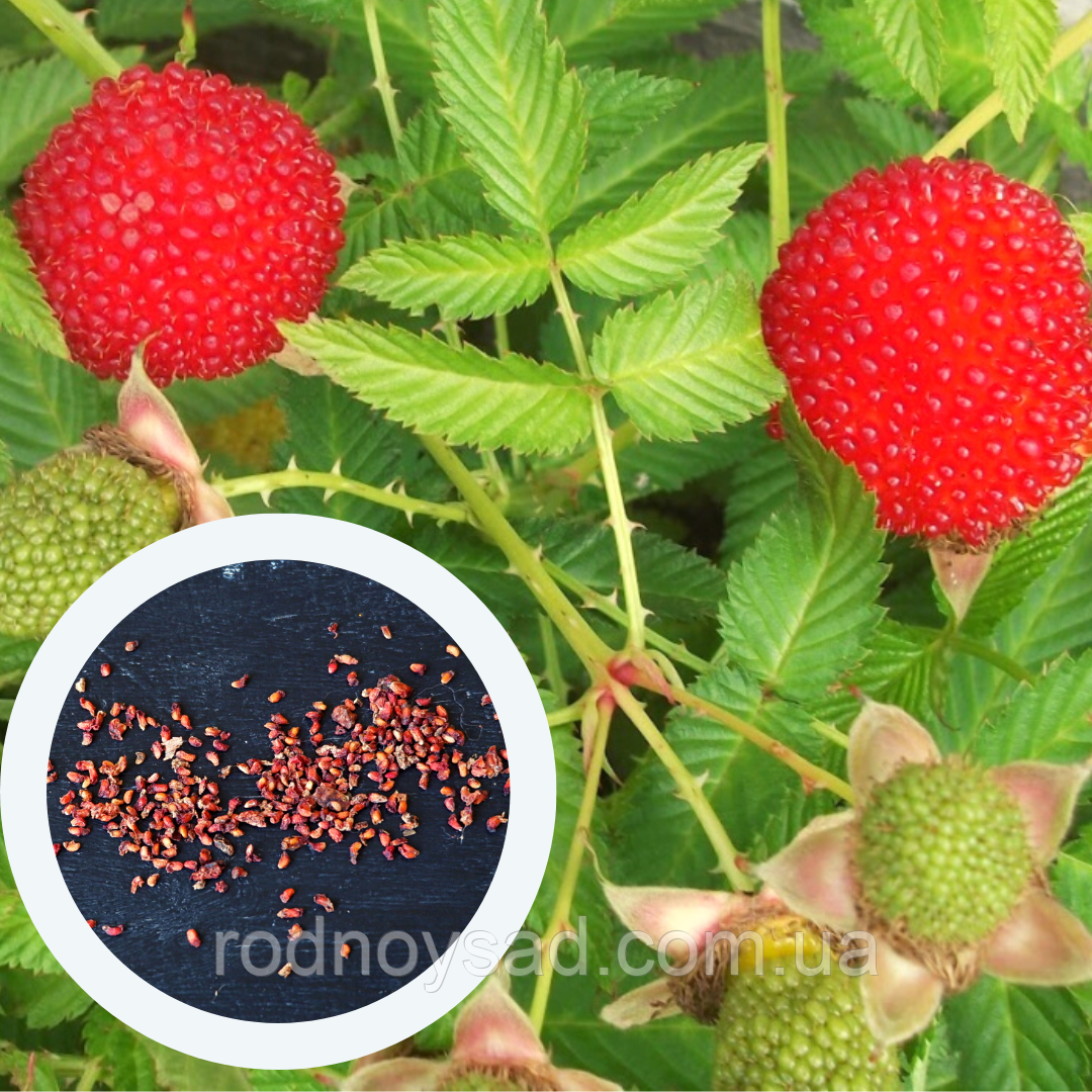 Малина Мяо-мяо тибетська розолистна насіння 0,1 г (прибл. 200 шт) Rrubus rosifolius