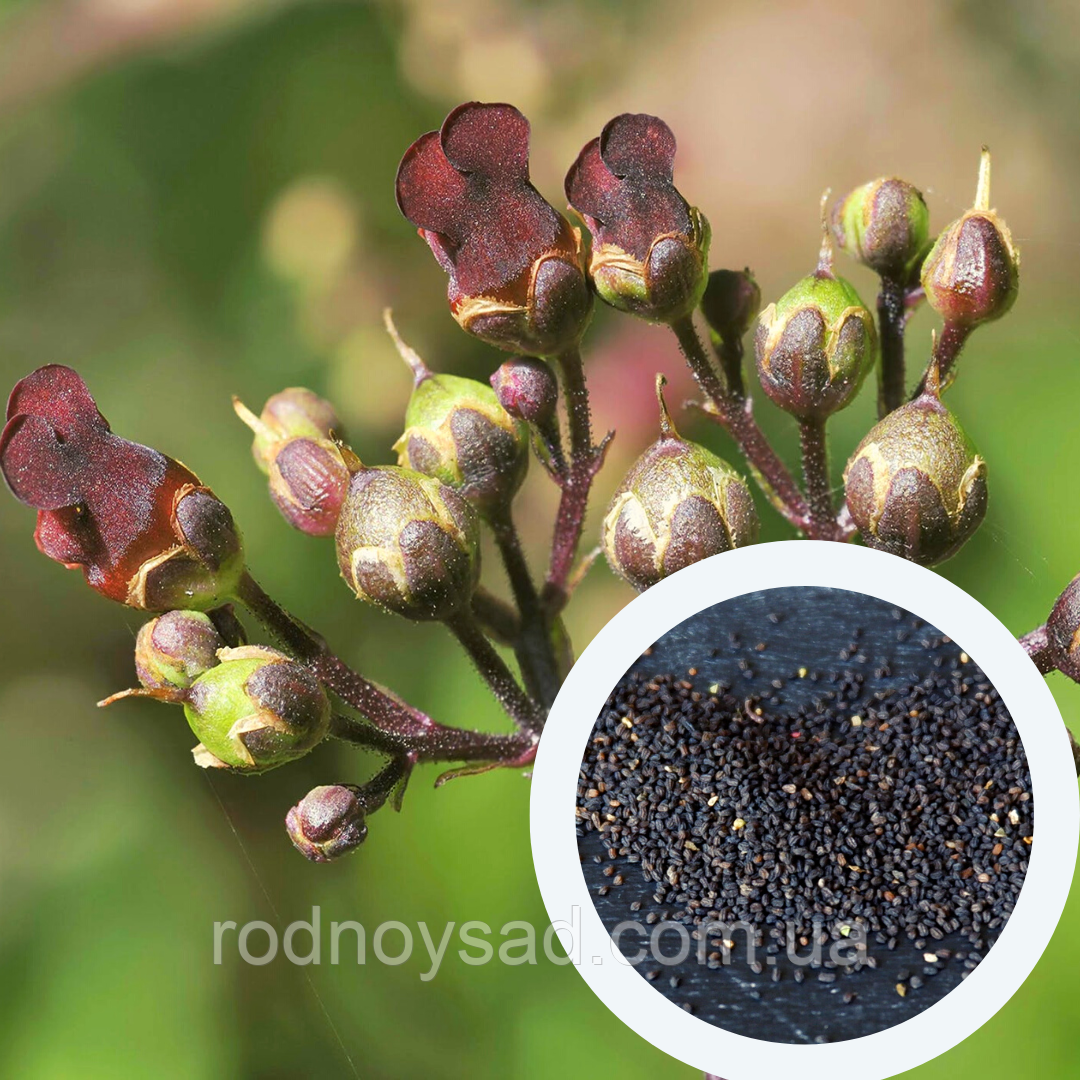 Норічник насіння (0,1 г близько 1000 шт) (Scrophularia nodosa) вузлуватий ранник шишкуватий медонос