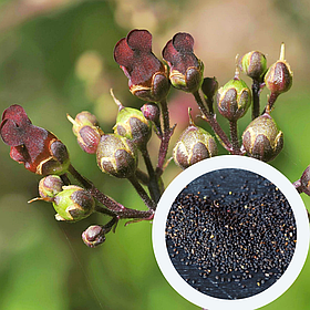 Норічник насіння (0,1 г близько 1000 шт) (Scrophularia nodosa) вузлуватий ранник шишкуватий медонос