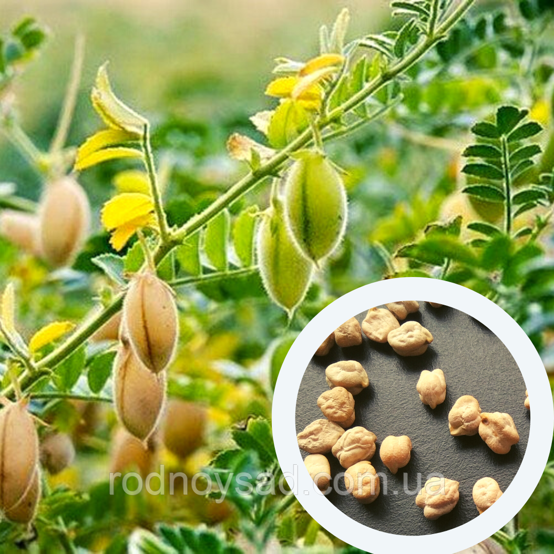 Нут насіння 50 грамів (прибл. 100 шт) (Cicer arietinum) горох турецький єгипетський бараній, фото 1