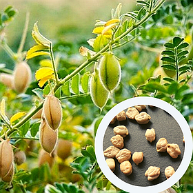 Нут насіння 50 грамів (прибл. 100 шт) (Cicer arietinum) горох турецький єгипетський бараній