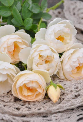 Троянди Ла Петі Пає (La Petite Pair) Флорібунда Японська селекція, фото 2