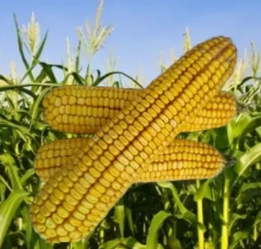 Насіння кукурудзи ДН Фієста ЮгАгроСервіс ФАО 260, посіває середньоранна кукурудза