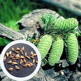 Ялиця велика насіння (50 шт) (Abies grandis) пихта велетенська для вирощування саджанців