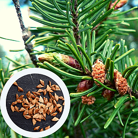 Ялиця Дугласа насіння (50 шт) (Pseudotsuga menziesii) пихта тисолиста Дуґласія псевдотсуга Мензіса для саджанців