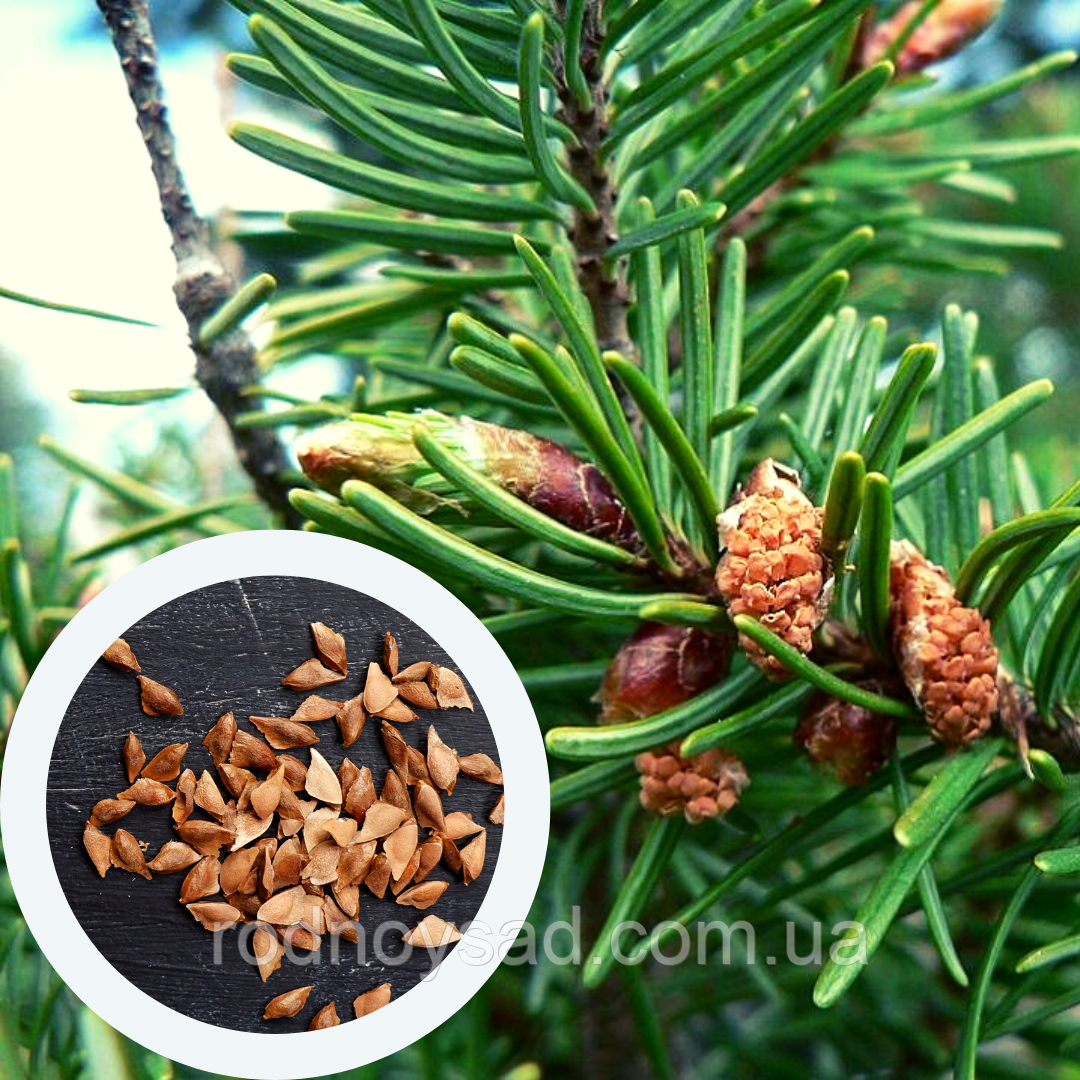 Ялиця Дугласа насіння (50 шт) (Pseudotsuga menziesii) пихта тисолиста Дуґласія псевдотсуга Мензіса для саджанців