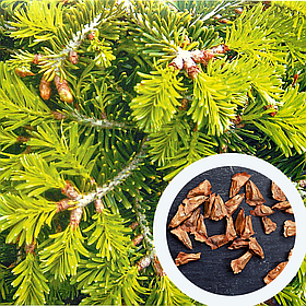 Ялиця Нордмана насіння (2,5 г прибл. 40 шт) (Abies nordmanniana) пихта кавказська для вирощування саджанців + подарунок