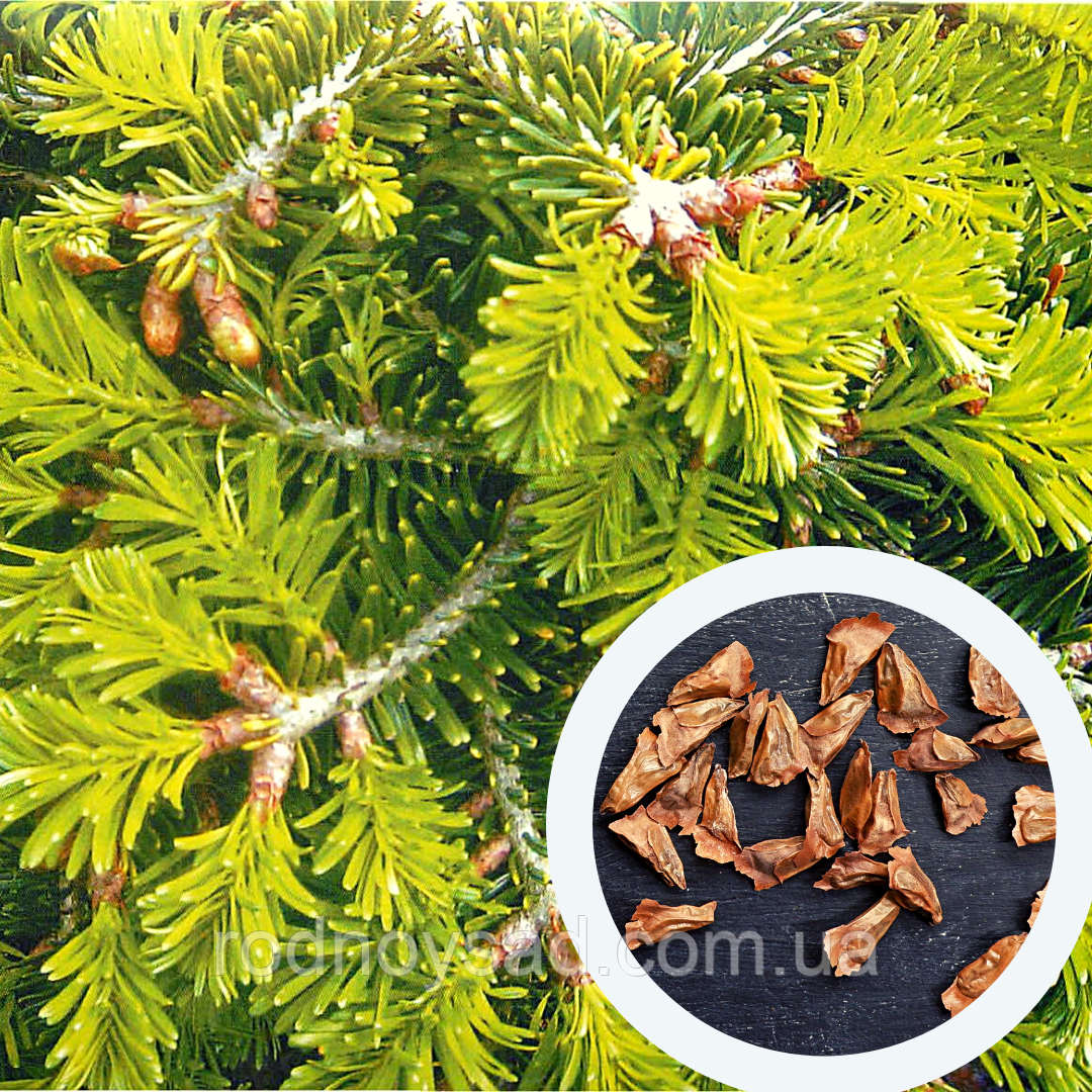 Ялиця Нордмана насіння (2,5 г прибл. 40 шт) (Abies nordmanniana) пихта кавказська для вирощування саджанців + подарунок