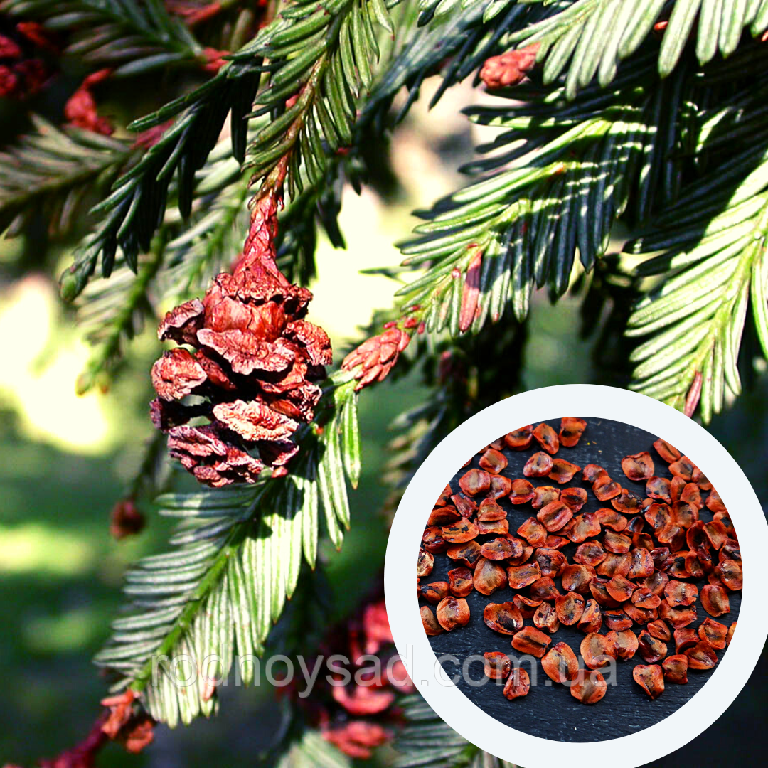 Секвойя насіння 0,2 гр. (прибл. 50 шт) (Sequoia sempervirens) вічнозелена каліфорнійська червона гігантське дерево для саджанців