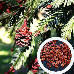 Секвойя насіння 0,2 гр. (прибл. 50 шт) (Sequoia sempervirens) вічнозелена каліфорнійська червона гігантське дерево для саджанців