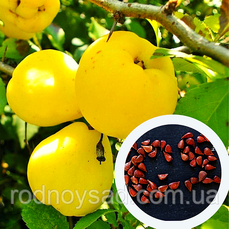 Насіння айви