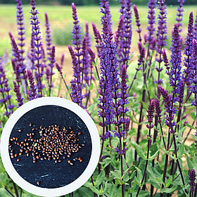 Шавлія дібровна насіння (20 шт) (Salvia nemorosa) гайова молдавська сальвія лісова