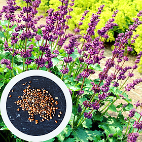 Шалфей мутовчатый семена (20 шт) (Salvia verticillata) сальвия сиреневая кольчатая