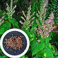 Шавлія мускатна насіння (20 шт) (Salvia sclarea) сальвія