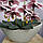 Штучна латексна орхідея VIP у бежевому керамічному кашпо на дві гілки бордовий градієнт (ОКГ21003303), фото 2