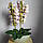 Штучна латексна орхідея VIP у бежевому керамічному кашпо на дві гілки бордовий градієнт (ОКГ21003303), фото 5