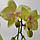 Штучна латексна міні орхідея преміум у бежевому керамічному кашпо на дві гілки жовто-салатова (ОКГ21002403), фото 2