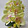 Штучна латексна міні орхідея преміум у бежевому керамічному кашпо на дві гілки жовто-салатова (ОКГ21002403), фото 6