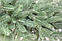 Штучна ялина лита Смерека Еліт 210 см зелена, фото 5