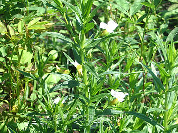 Авран лікарський — Gratiola officinalis Голе коріння, доросла рослина