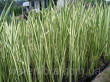 Аир звичайний Пестролистий — Acorus calamus Variegatus доросла рослина