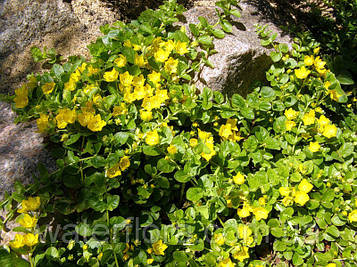 Вербейник монетчастий — Lysimachia nummularia доросла рослина