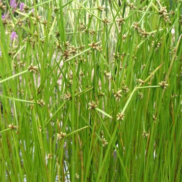 Очерет гострий — Scirpus macronatus — доросла рослина