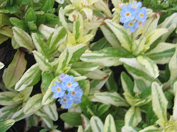 Незабудка болотна Пестролінна — Myosotis palustris Variegata доросла рослина