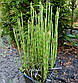 Хвощ зимовий — Equisetum hyemale доросла рослина, фото 2
