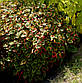 Хоутюйнія серцеподібна Хамелеон — Houttuynia cordata Chameleon доросла рослина, фото 2