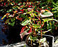 Хоутюйнія серцеподібна Хамелеон — Houttuynia cordata Chameleon доросла рослина, фото 4