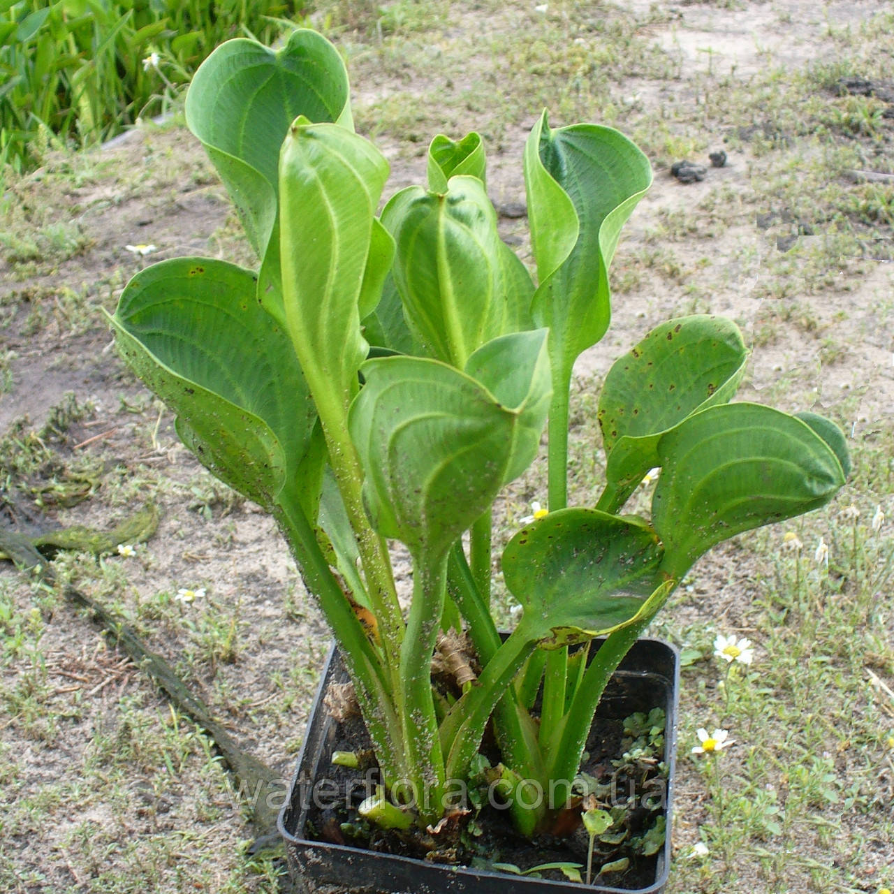 Частка подорожника — Alisma plantago-aquatica доросла рослина