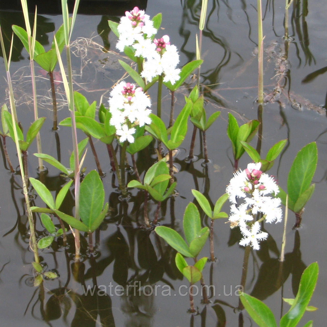 Вахта трилінна — Menyanthes trifoliata доросла рослина