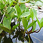 Вахта трилінна — Menyanthes trifoliata доросла рослина, фото 2