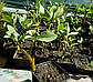 Вахта трилінна — Menyanthes trifoliata доросла рослина, фото 3