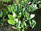 Вахта трилінна — Menyanthes trifoliata доросла рослина, фото 4