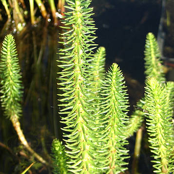 Водяна сосенка, хвостик — Hippuris vulgaris доросла рослина