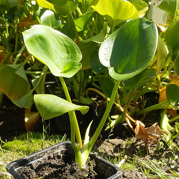 Кала болотна — Calla palustris доросла рослина